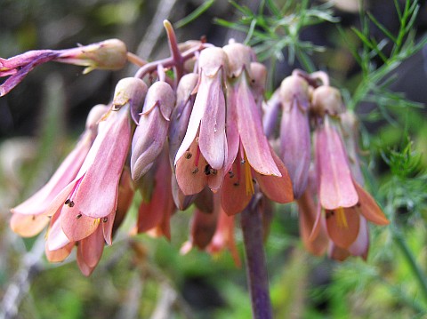 Bryophyllum daigremontianum