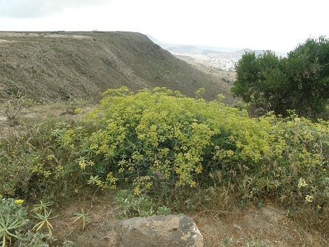 Bupleurum handiense