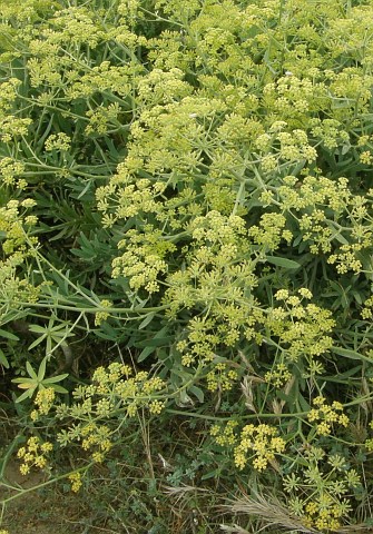 Bupleurum handiense