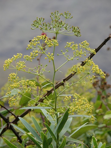 Bupleurum salicifolium