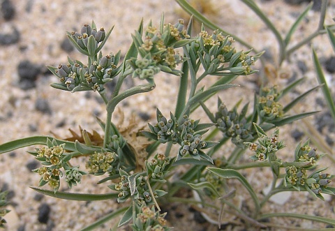 Bupleurum semicompositum