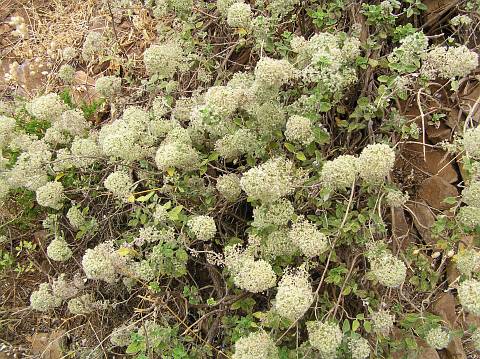 Bystropogon origanifolius var. origanifolius