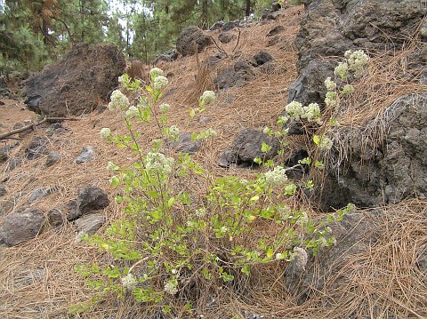 Bystropogon origanifolius var. origanifolius