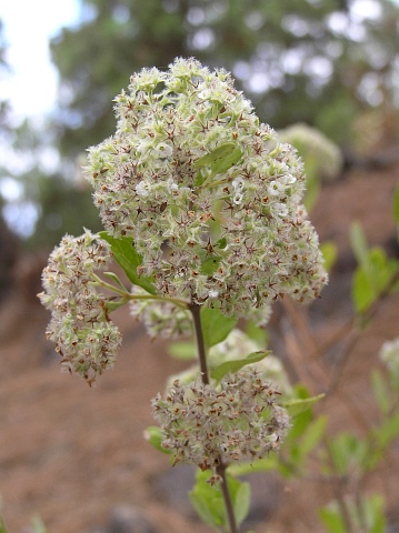 Bystropogon origanifolius var. origanifolius