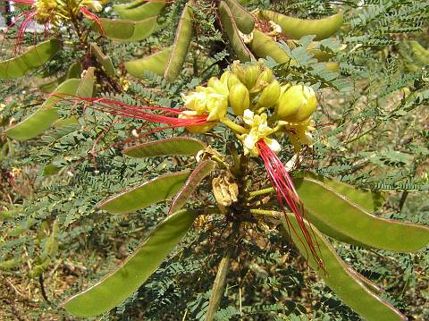 Caesalpinia gilliesii