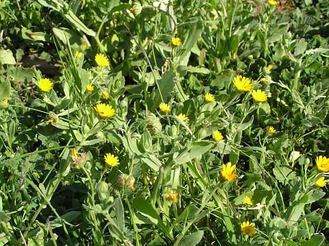 Calendula arvensis