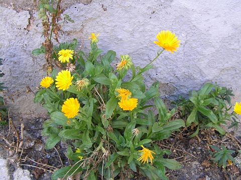 Calendula officinalis