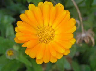 Capítulo de Calendula officinalis