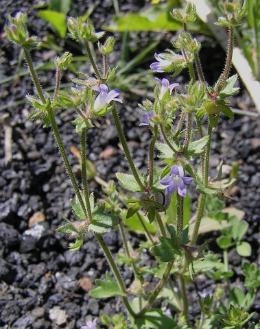 Campanula erinus