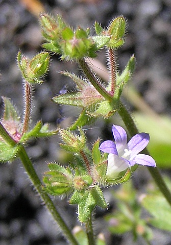 Campanula erinus