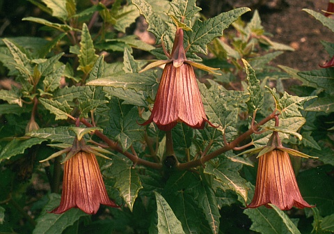 Canarina canariensis