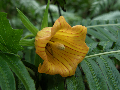 Canarina canariensis