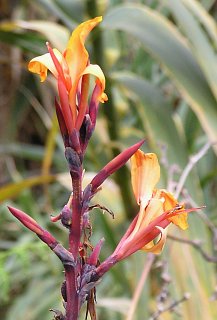 Flor de Canna indica