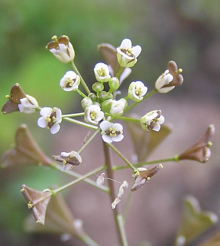 Capsella bursa-pastoris