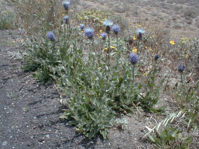 Carduncellus caeruleus