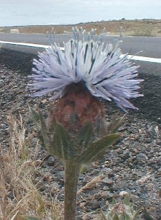 Carduncellus caeruleus