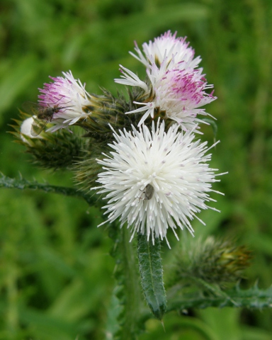 Carduus baeocephalus