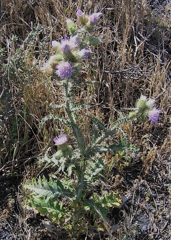 Carduus tenuiflorus