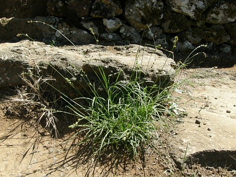 Carex divulsa