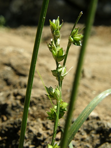 Carex divulsa