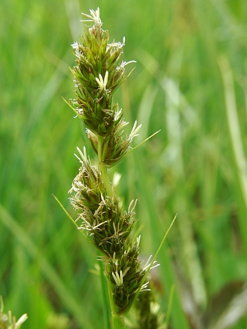 Carex otrubae