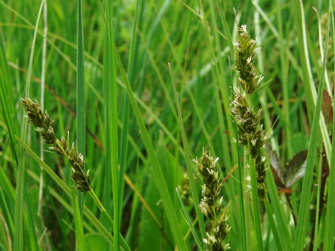 Carex otrubae