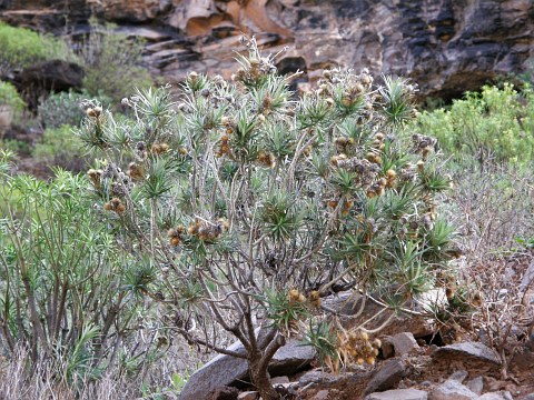 Carlina canariensis