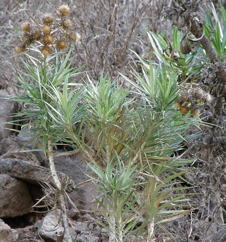 Carlina canariensis