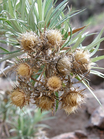 Carlina canariensis