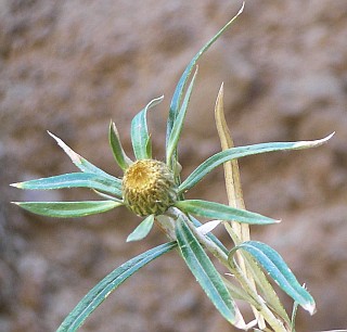 Capítulo de Carlina falcata