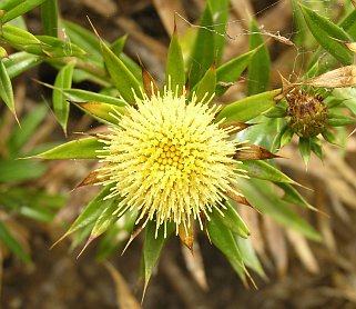 Capítulo de Carlina salicifolia