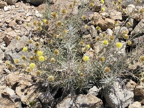 Carlina xeranthemoides