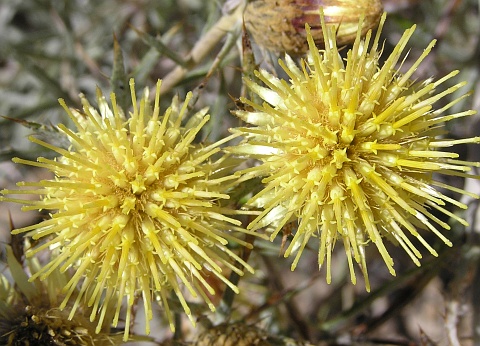 Capítulos de Carlina xeranthemoides