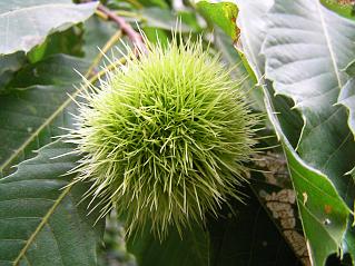 Castanea sativa