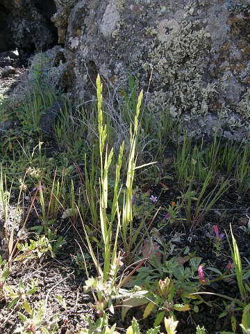 Castellia tuberculosa