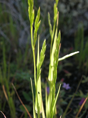 Castellia tuberculosa