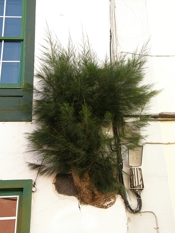 Casuarina equisetifolia