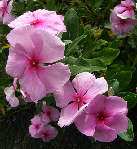 Catharanthus roseus