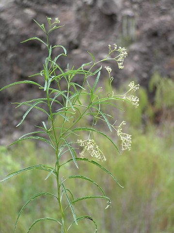 Ceballosia fruticosa