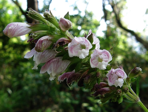 Cedronella canariensis