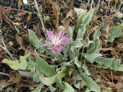 Centaurea bimorpha