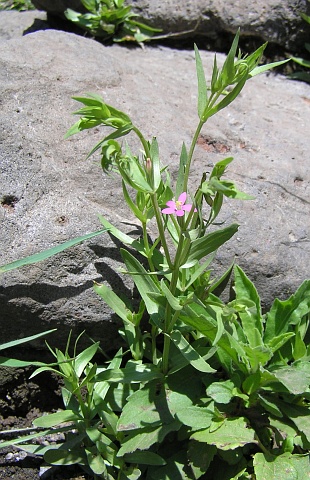 Centaurium tenuiflorum