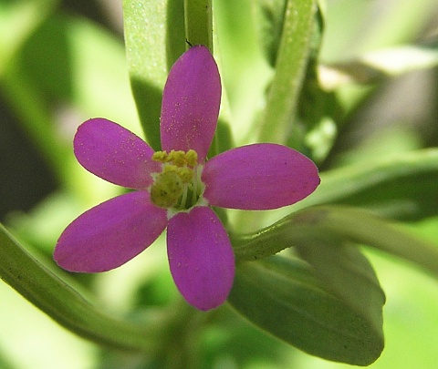 Centaurium tenuiflorum