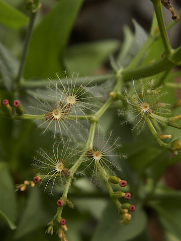 Centranthus
              ruber