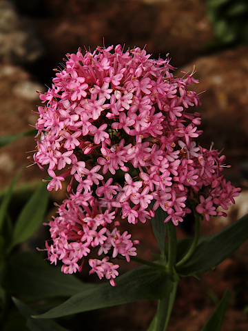 Centranthus ruber