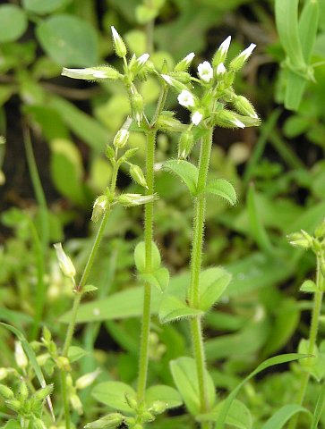 Cerastium glomeratum