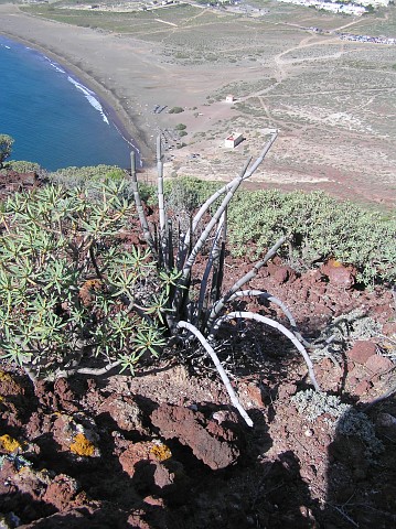 Ceropegia fusca