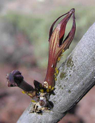 Ceropegia
              dichotoma ssp. fusca