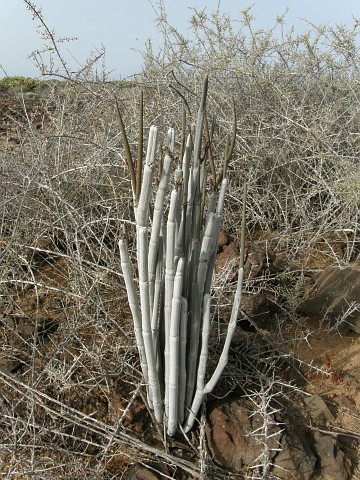 Ceropegia
              dichotoma ssp. fusca