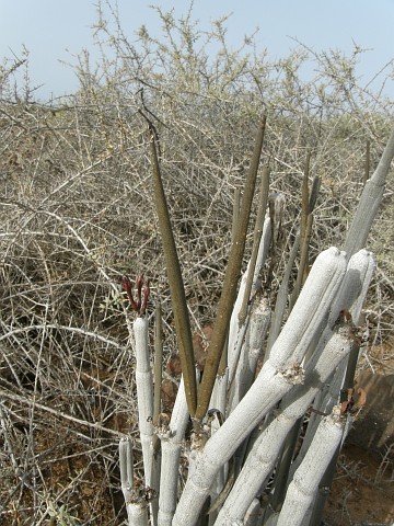 Ceropegia
              dichotoma ssp. fusca